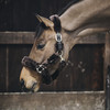 Sheepskin Shipping halter brown Pony